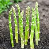 100 Seeds Grüner Spargel Samen Pflanzen Kaufen Saatgut Bio Wintergemüse Samen Gemüse Pflanzen Samen GemüSesamen Alte Spargel Samen