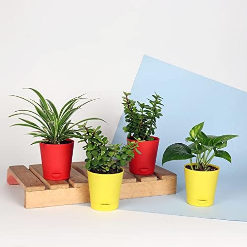 Guruji Plantation Set of 4 Decorative Air Purifying Jade Spider and Money Plant in Plastic Tapper Self Watering Vase Pot for Living Room, Table Corner, Balcony, Office/Home Decoration (B0CX5RPGR2) Amazon Price History, Amazon Price Tracker