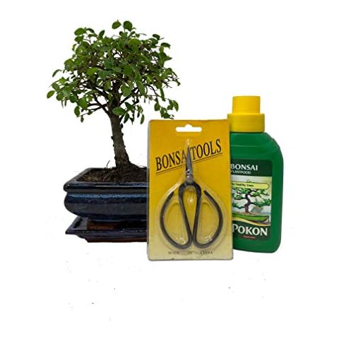 Bonsai2u Chinese Elm Indoor Gift Set Cover