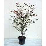 ナンテン(南天）：赤実 5号ポット[難を転ずる厄除けの木 和食の飾り葉・かいしきにも利用されます]