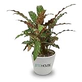 Calathea Rufibarba Furry Feather Live Plant 4 Inch Pot - Velvet Touch Prayer Plant for Low Light Spaces