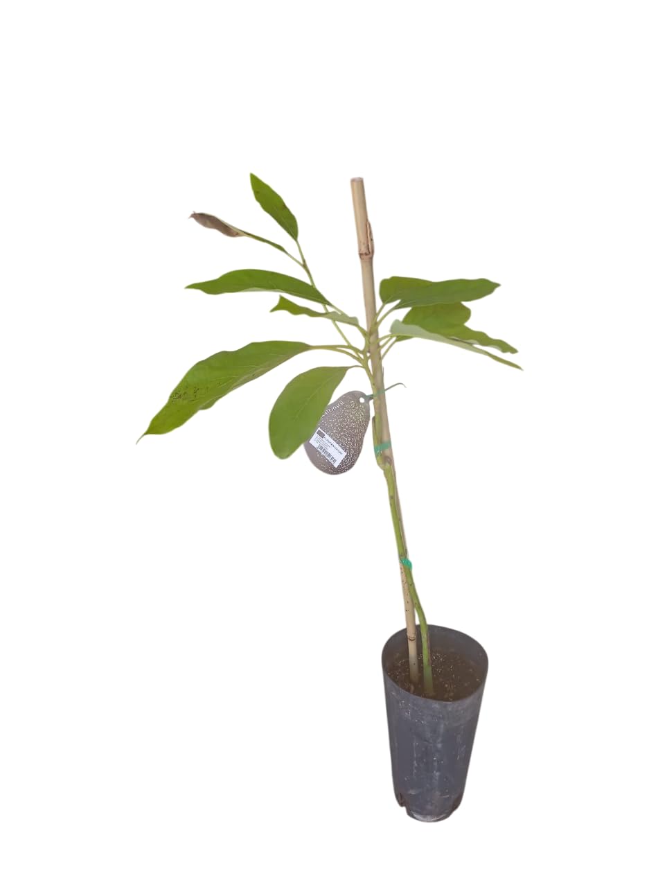 Aguacate Injertado Natural de 1,5m – Árbol Frutal para Huerto o Terraza