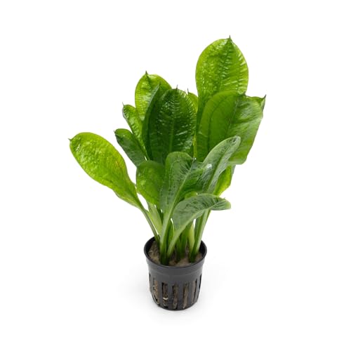 SubstrateSource Echinodorus Parviflorus Rosette...