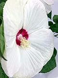 Portal Cool Samen Paket: 11: Seltene Gerani Seeds blüten Rosenknospen Pelargoni Staude 100 nsamen