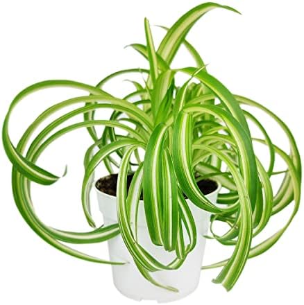 Curly Spider Plant 'Bonnie' (4'' + Grower Pot) - Healthy Housepla...