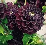 100PCS Dahlia Flower Seeds Burgundy Dahlia Flower Garden Plant Seeds Heirloom
