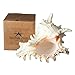 Nautical Crush Trading Conch Shell Decor - Seashell Decor - 7-9