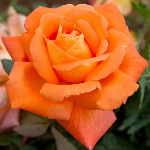 Carbeth Plants Whisky Mac Rose Bush in 3L Pot - Floribunda Orange Rose | Summer Flowering, Fragrant, Easy Grow, Orange Blooms