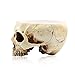 RMM Halloween Decoration Retro Human Skull Head Flower Pot Planter Bed Box Container Replica Home Bar Décor,Clear