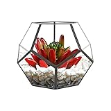 Geometrische Dekorative Terrarium Cube Geneigte Klarglas Pflanzer Tischplatte Schwarz Kleine Air Plant Halter für Farn Moos Sukkulente Luft Pflanzenhalter Glas Display Pflanzgefäß