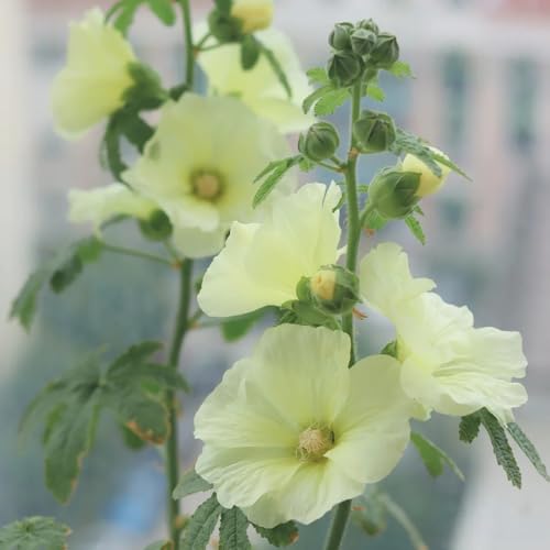 semi di malvarosa resistenti primaverile, selvatici di malvarosa da balcone perenni resistenti ornamentali decorazione 450pcs