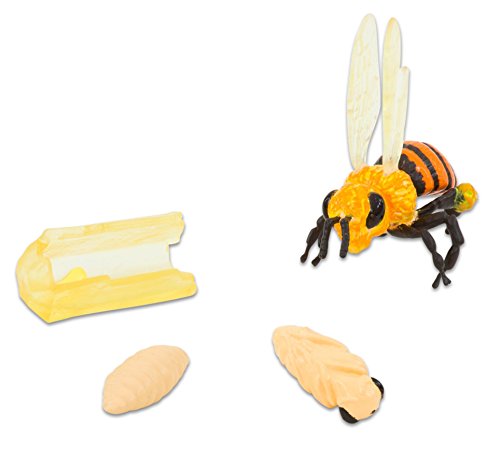 Bee Life Cycle Toy - 4 Piece Set Shows Life Cycle Of A Honey Bee