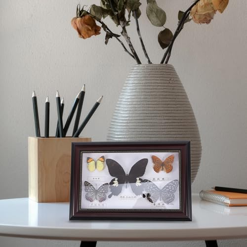 Cadre spécimen d'insecte véritable bois décoration murale salon