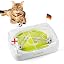 cat soccer field