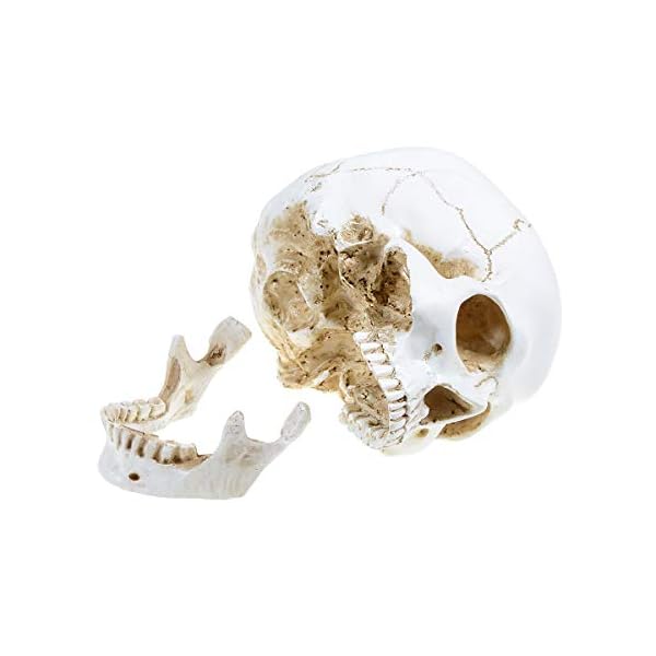 Doc.Royal Realistischer Totenkopf, Maßstab 1:1, menschlicher Totenkopf, Lebensgröße, anatomisch, medizinische… – Bild 9