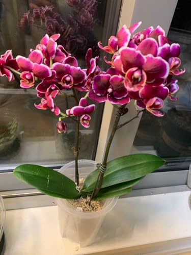 �� �Ӓ��� �m�� Sunhope Little Splash