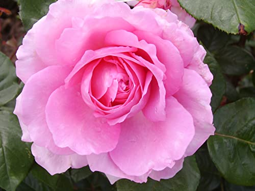 'Millie' - Fragrant Pink Renaissance Rose - 4L Potted