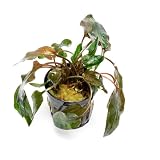 SubstrateSource Live Plants - Cryptocoryne Wendtii 'Florida Sunset' (Cryptocoryne wendtii) - Medium to High Light, Pink-White Accent for...