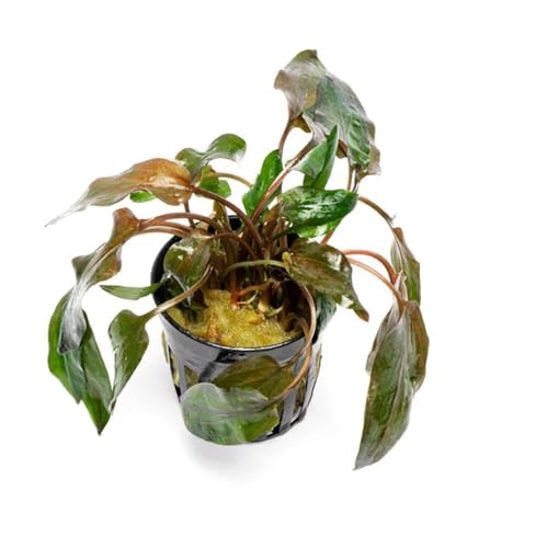 SubstrateSource Live Plants - Cryptocoryne Wendtii 'Florida Sunset' (Cryptocoryne wendtii) - Medium to High Light, Pink-White Accent for Midground Freshwater Aquarium Aquascaping - Pot