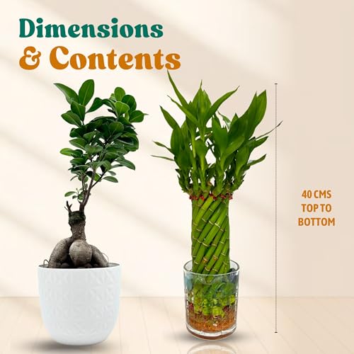 Image of Amulya Farms Bamboo Plant for Home Decoration | Combo of Bamboo Wheel in Glass Pot and Bonsai Plant | Lucky plants for Home Decor | Bonsai with Stylish Planter | Feng Shui Plant |