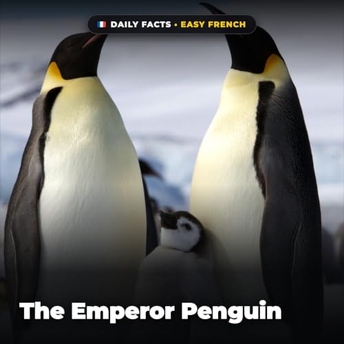 The Emperor Penguin in Easy French