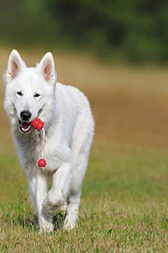 SWISS SHEPHERD: The White Swiss Shepherd Dog became the 219th pedigree dog breed to be recognized by the Kennel Club in October 2017. The breed is ... Group on the Imported Breed Register.