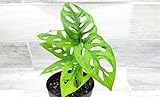 Monstera Adansonii Philodendron Swiss Cheese Live Plant 4' Pot by 3exoticgreen - Plants Live Houseplants, Indoor Plants, Monstera Plant for Home Decor