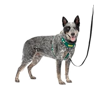 PetSafe Easy Walk Comfort No-Pull Dog Harness – Better Walk Training Harness – Full Body Padded Design – Durable Fabric – 5 Point Adjustable Fit – Everyday Leash Training – Green – Medium/Large