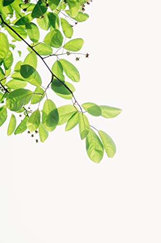 Endangered Species Chocolate Bars (12 Packs) (Dark Chocolate Raspberries (72%)) #TOP3