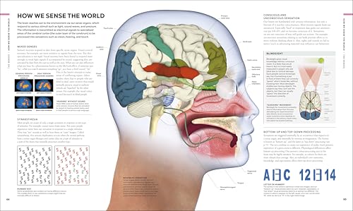 Image of The Brain Book: A Visual Guide to Structure and Function (DK Human Body Guides)