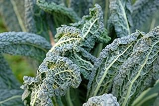 Just Seed - Vegetable - Borecole - Nero di Toscana - 1000 Seeds