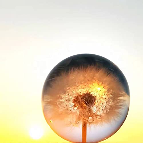 Deshintke Real Dandelion Specimen Ball Paperweight Desktop Decor Decoration (X-Large) #TOP1