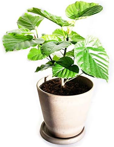 Amazon フィカス ウンベラータ ゴムの木 ベージュボタニーブランター 観葉植物 インテリア 中型 おしゃれ 本物 人工観葉植物 オンライン通販