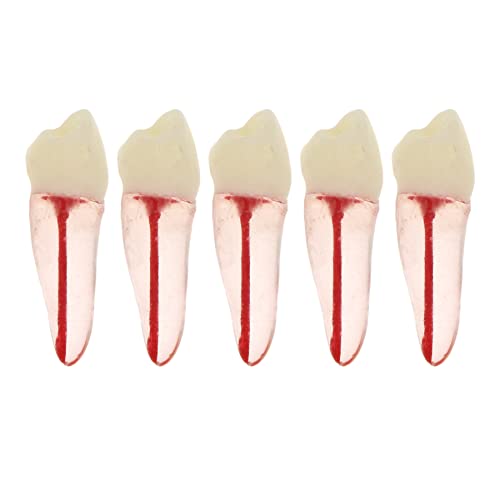 Debksgeoti DETESI-20230331-M8007 5Pcs Dental Root Canal Pulp Cavity Teeth Model Endodontic Practice Rct Typodont M8007 11# 14# 16# 21# 33# 34# 35# 36# 44# 45# Practicing Study Teach cover