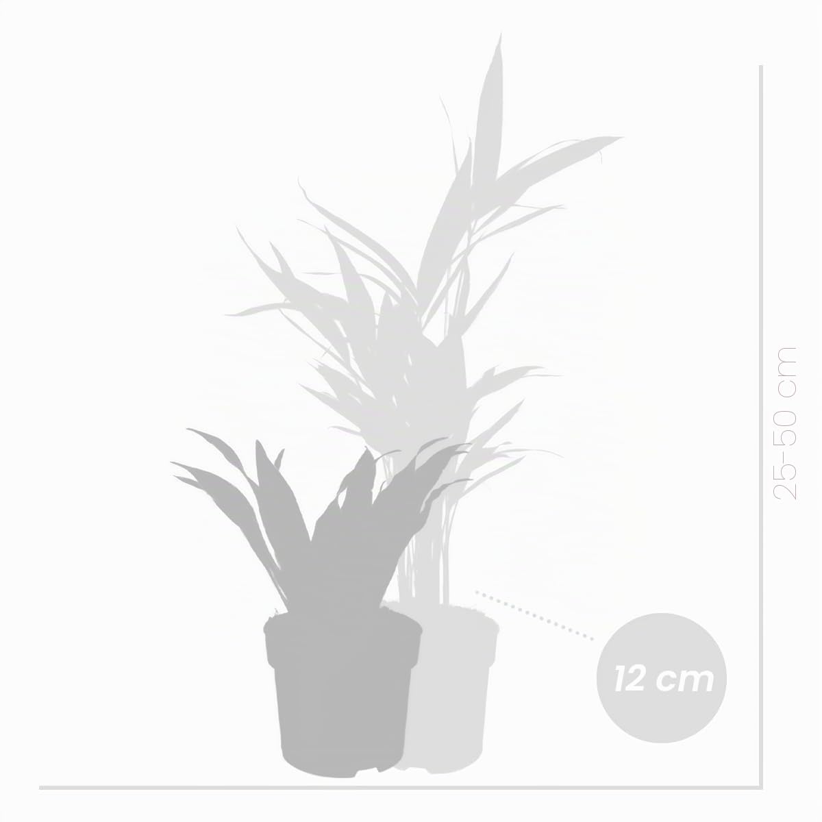 Bloomique - 12er Set - Pflanzenüberraschung - Grüne Pflanzenmischung - Zimmerpflanzen - Pflegeleicht - Luftreinigend - Höhe 25-50 cm - Topf 12 cm