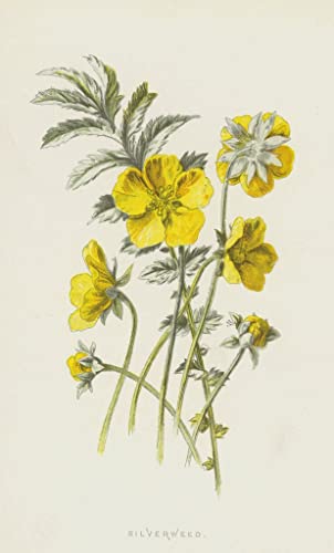 Tableau toile Silverweed Hulme - Solution décoration murale vide salon 60x90cm