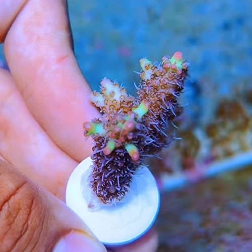 Soporte de fragmentos de corales base resistente para propagación en rocas 7