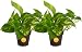 Costa Farms Devil's Ivy, Golden Pothos, Epipremnum, 4in Grow Pot, 2-Pack, Very Easy to Grow