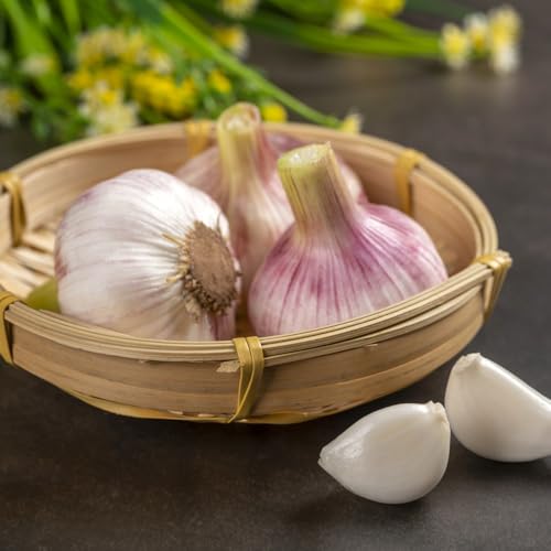 comprare semi d'aglio semi di biologici, da balcone di aglio resistenti da balcone, orto da interno da giardino 250pcs