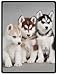 Produktbild YISUMEI - 150 x 200 cm Decke - Siberian Husky Puppies Dogs Haustiere Fleecedecke,Kaschmir-Gefühl Kuscheldecke Geeignet für Bett oder Sofa
