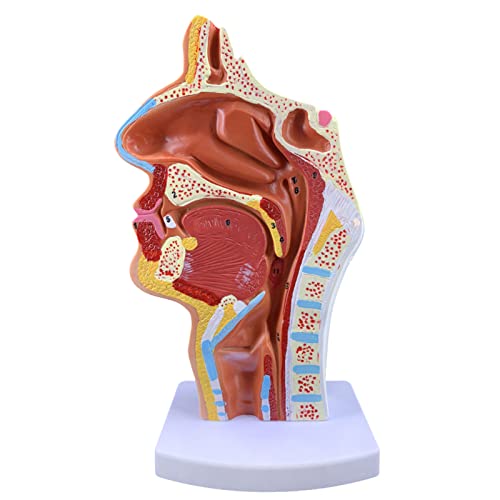 LBYLYH Modelo Médico De Anatomía De La Garganta De La Cavidad Oral Nasal Anatómica Humana De Tamaño Real 1:1 para El Modelo De Enseñanza De Exhibición De Estudio De Aula De Ciencia Cover
