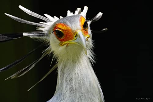 Ficha técnica TOKINA SZ-Pro 900mm F11 MF teleobjetivo catadióptrico para Montura Fujifilm X - Fernando Cortés