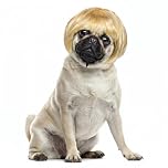 Cobee Funny Dog Cat Cosplay Wig, Pet Wig-Adjustable Costume Pet Funny Headwear Costumes Headgear for Small Medium Large Dog Cat Wigs Dress Up Decorations for Halloween, Christmas, Parties (Gold)