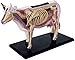 LBYLYH Puzzle Riding anatomía de órganos Modelo Animal de Juguete de Vaca orgánica Una Adecuada educación Escolar