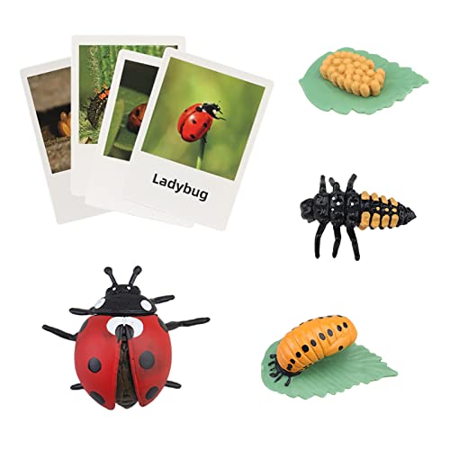 Montessori Life Cycle Animal Figures with Flash Cards, Realistic Animal Plant - Bild 31 von 71