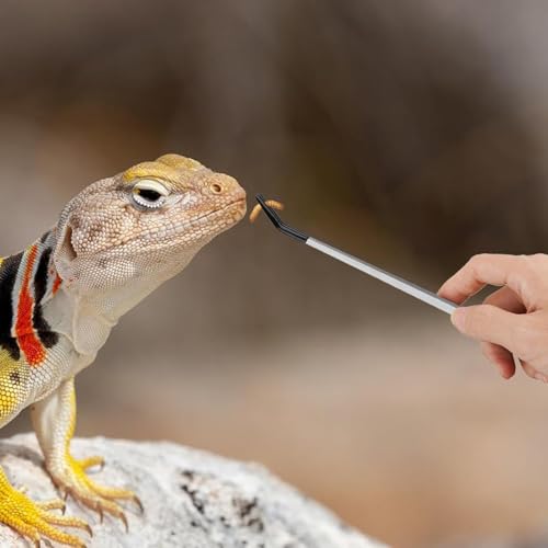 Futterzange für Reptilien mit Gummispitze: Drache, Tankzange, Gummispitze, Edelstahl 26,4 cm, Zubehör für Haustiere-9