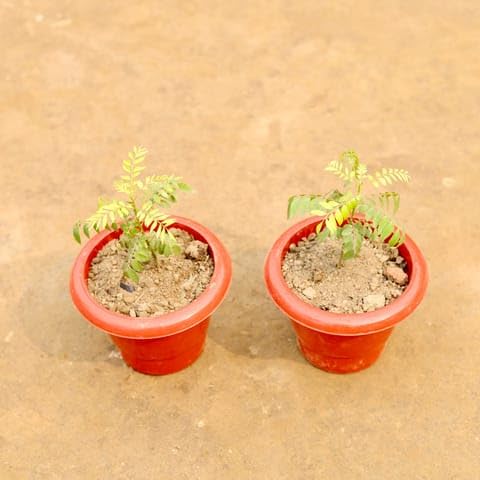 Outdoor Plant Nursery Set of 2 - Curry Patta in 6 Inch Classy Red Plastic Pot-image-14
