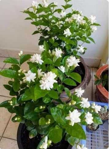 UGAOO Bharat Mogra Jasmine Live Plant | Fragrant White Flowering | Indoor & Outdoor, Balcony & Garden, Fragrant Flowers, White Blooms, Home Decor Plant-image-10