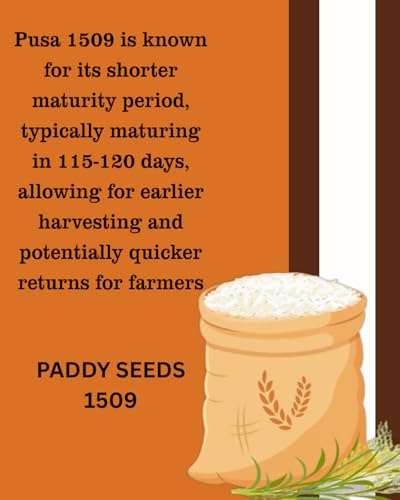 Image of Sampada Foods Agritech | Pusa Basmati Paddy Seeds 1509 | Pure Pusa Basmati Rice Seeds | For Farming Planting & Agriculture | 6 kg