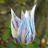hyazinthen pflanzen im glas Hohe Überlebensrate: Mit einer Überlebensrate von 98% haben Sie die Gewissheit, dass Ihre Tulpenzwiebeln erfolgreich gedeihen werden.